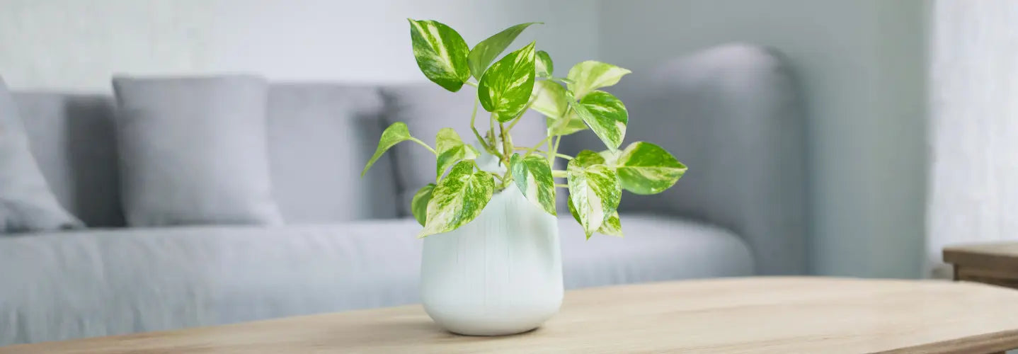 The Clear Home System: How to Choose a Purifier for Air and Water in NZ